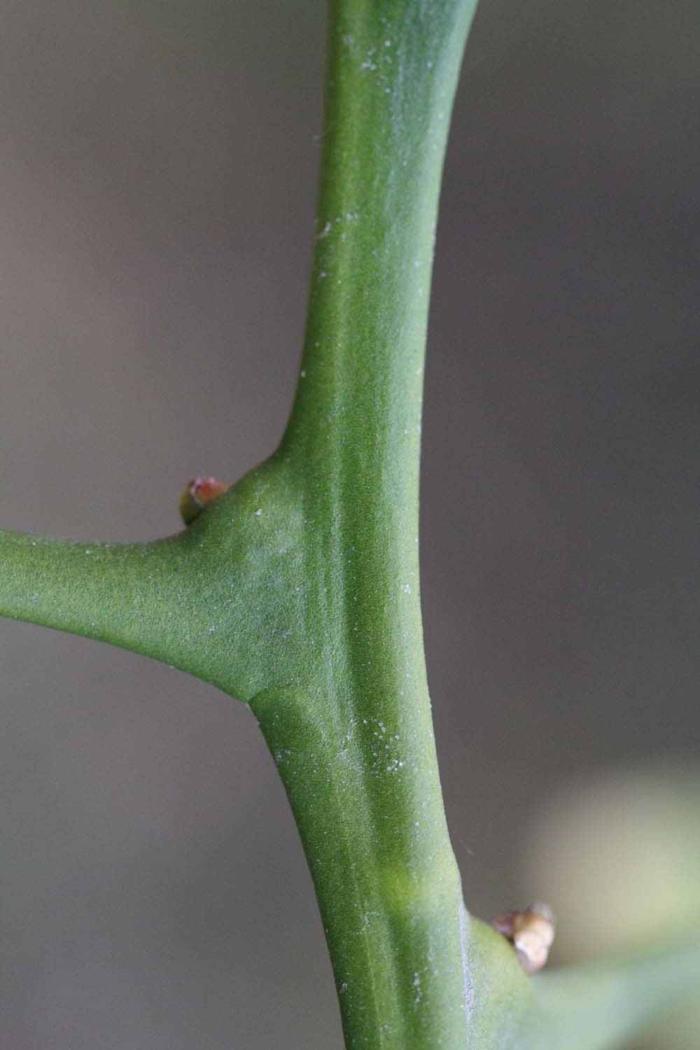              First year twig (Riverside, CA)       